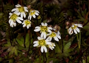 Draba Verna 17-2702